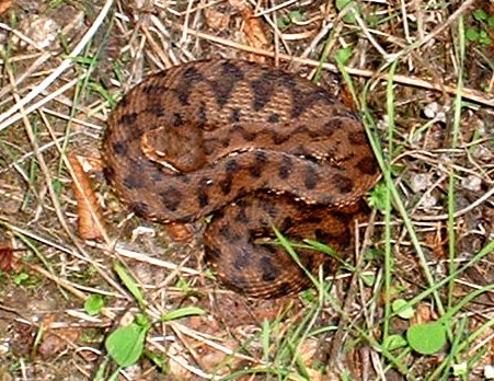 vipera